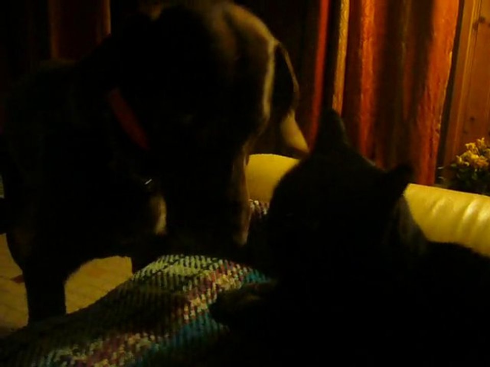 Quand le chien veut câliner le chat qui veut pas !! lol