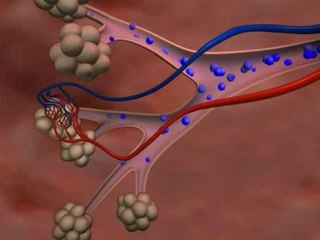 Lung Anatomy and Function _ High Impact