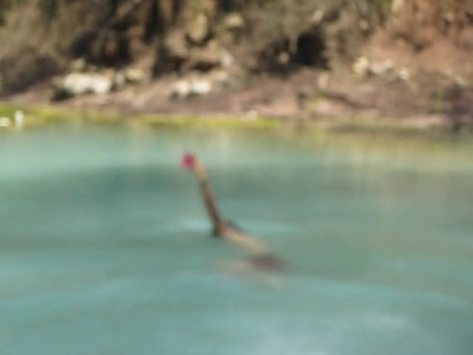 Les Moniks dans les mers chaudes argentina-caraïbes