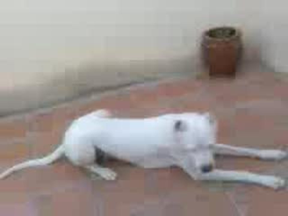 lady