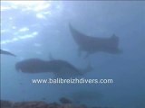 Scuba Diving BALI BREIZH DIVERS : MANTA BALI.
