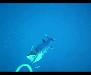 chasse sous marine île réunion