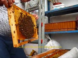 15.ocak.2011 arı kontrolü