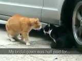 Angry Cat betrayed by her Lover lol