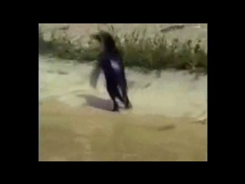 Happy Feet