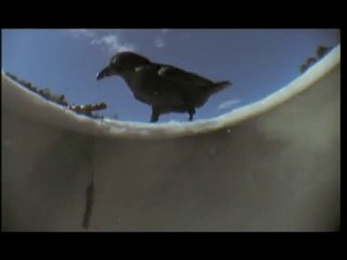 A raven knows exactly what it's doing