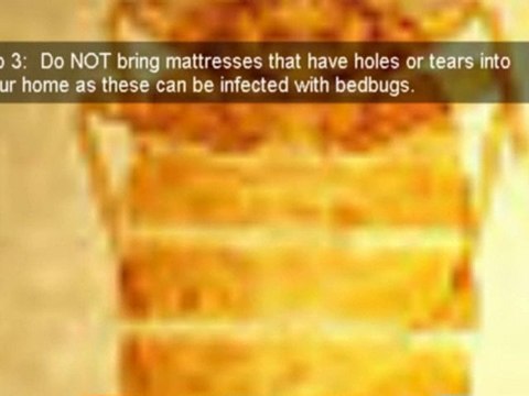 Bed Bug Extermination