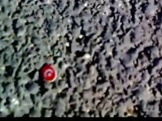 Karıncaların Türk bayrağı sevgisi