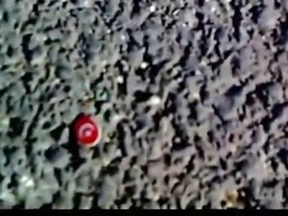 Karıncaların Türk bayrağı sevgisi