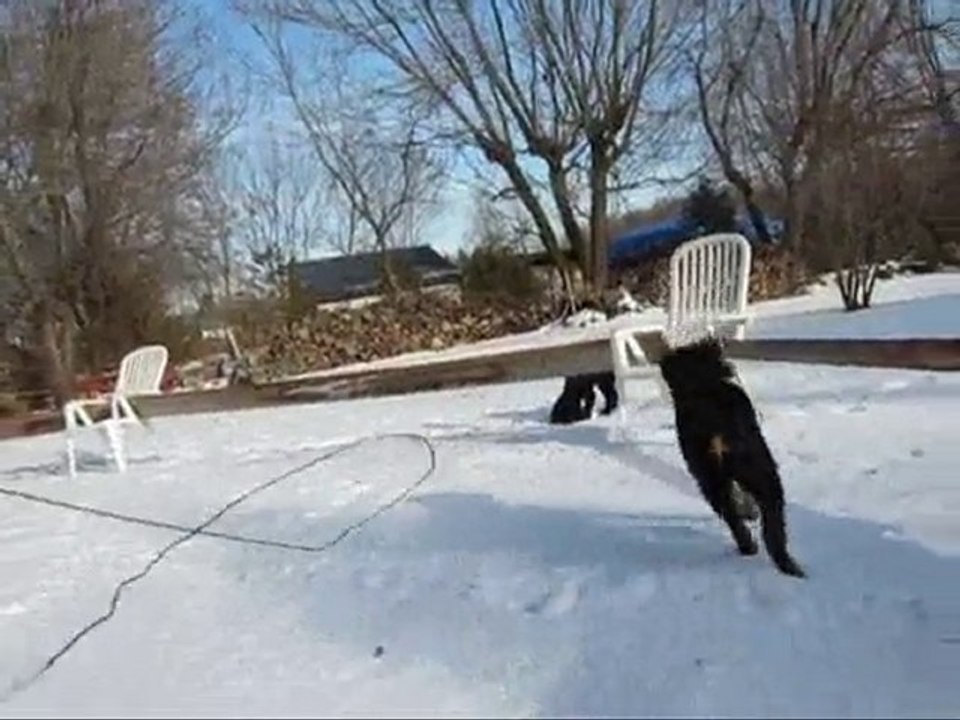 ma chienne croquette