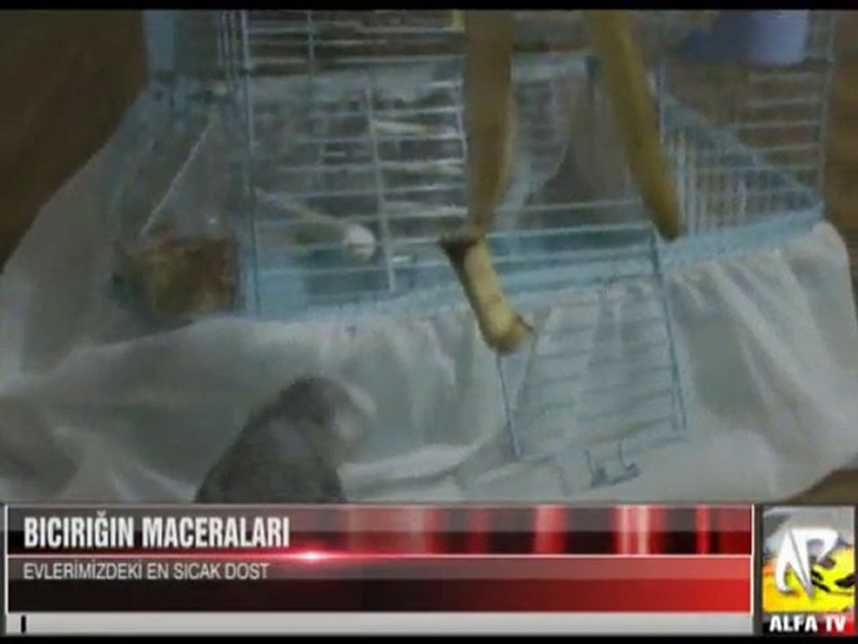 Muhabbet Kuşu Bıcırı'ın Maceraları 2