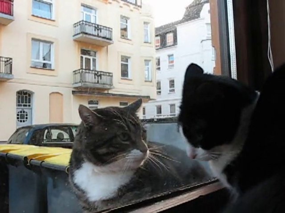 Katze und Kater