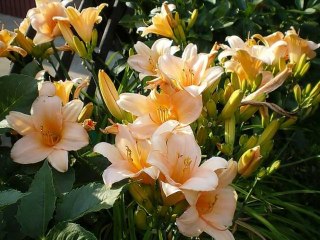 2a tak było pieknie latem w moim ogrodzie cz.II