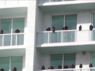 Flocks of vultures invade Miami apartments