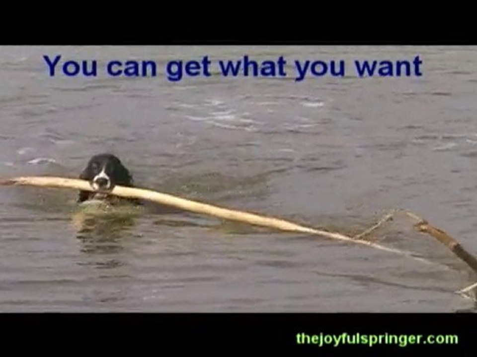 Lesson From A (Law of Attraction) Dog Life Coach