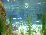 Stingrays at Seaworld