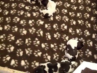 CHCS Drea VH et ses chiots - Apprentissage de la Marche