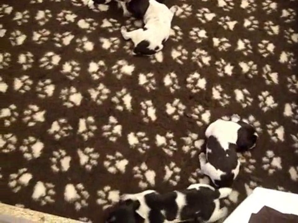 CHCS Drea VH et ses chiots - Apprentissage de la Marche