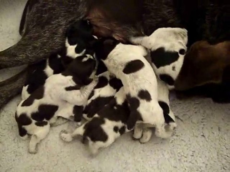 CHCS Dréa VH et ses chiots