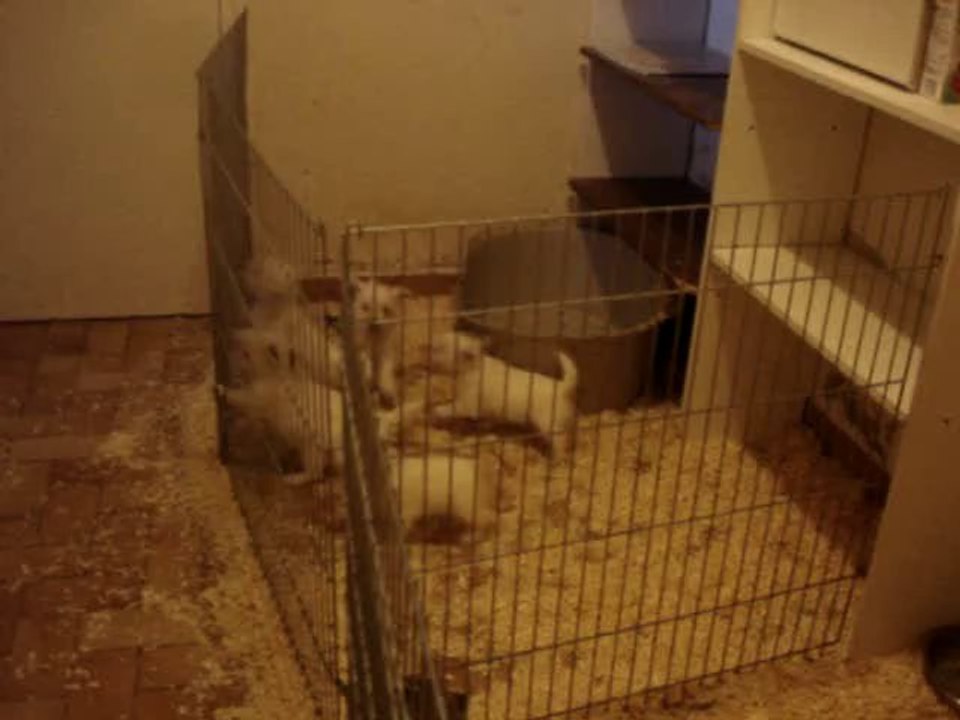 Les chiots de la Vallée des Secrets Westies et Phalènes