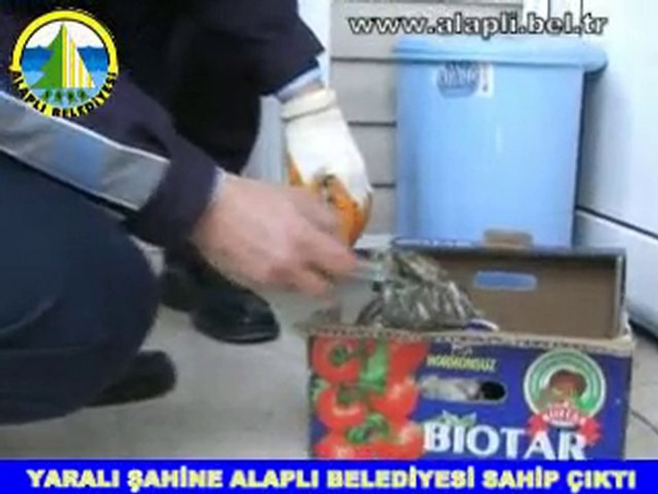 YARALI ŞAHİNE ALAPLI BELEDİYESİ SAHİP ÇIKTI