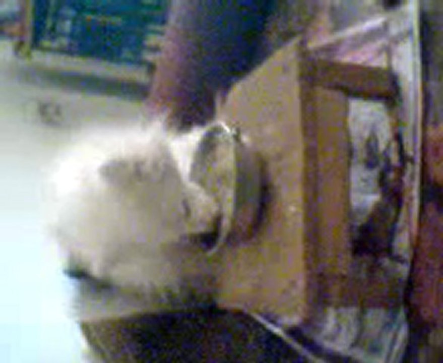 Video0055