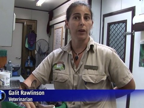 Koalas, kangaroos victims of Aussie floods