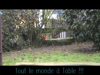 Petits oiseaux 16 01 2011