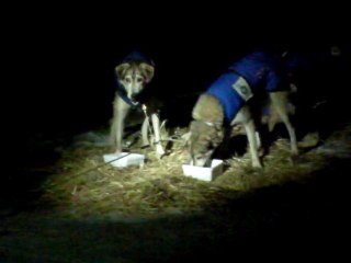 Etape 8 Jean-Philippe et Jo Are nourrissent leurs chiens