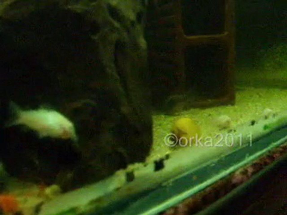 Corydoras Aeneus