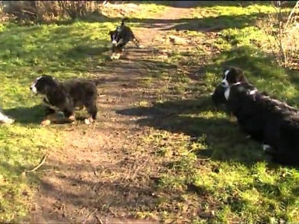 Molly, Fidji et, Fuji