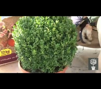 Protéger vos plantes en pots du froid