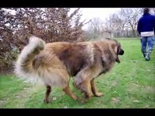 Bacchus chez ses éleveurs.