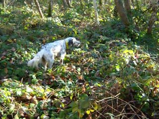 Eglantine - Elle a tout d'une grande