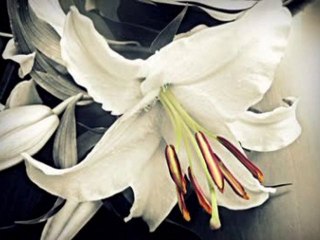 Selçuk Küpçük - Mona Roza