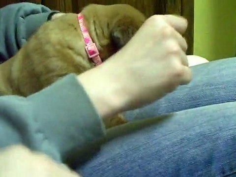 BB de L'Exigence (JTM) a 32 jours