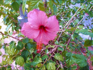 ROSA ROSITA ROSA - AUTORA - LADY HAGUA.