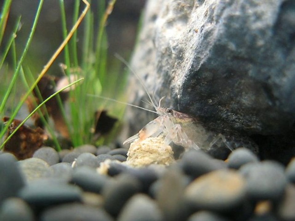 cambarellus texanus