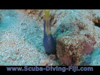 Blue Ribbon Eel in Kadavu, Fiji