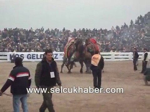 29. Selçuk-Efes Deve Güreşleri Festivali (16 ocak 2011}