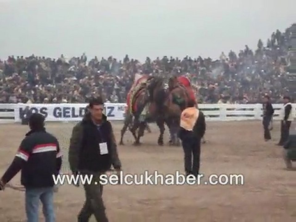 29. Selçuk-Efes Deve Güreşleri Festivali (16 ocak 2011}