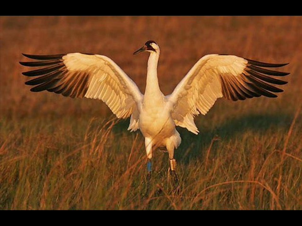 musique très spéciale-mix electro techno