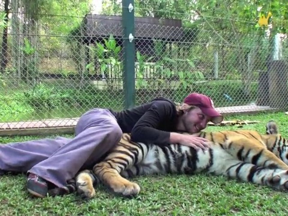 Rencontre avec les tigres du Tiger Kingdom à Chiang Mai