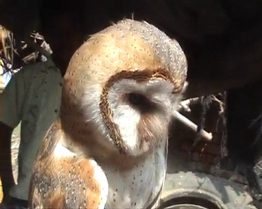 owl