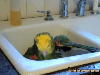 Il pappagallo fa il bagno e ride