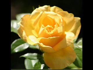 HAPPY BIRTHDAY TO YOU ﻬஜﻬ JUJA