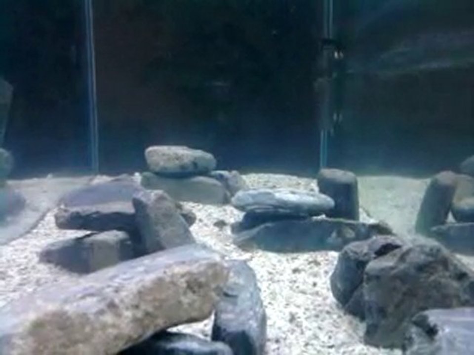 Video0079