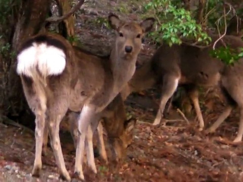 Biches de Nara
