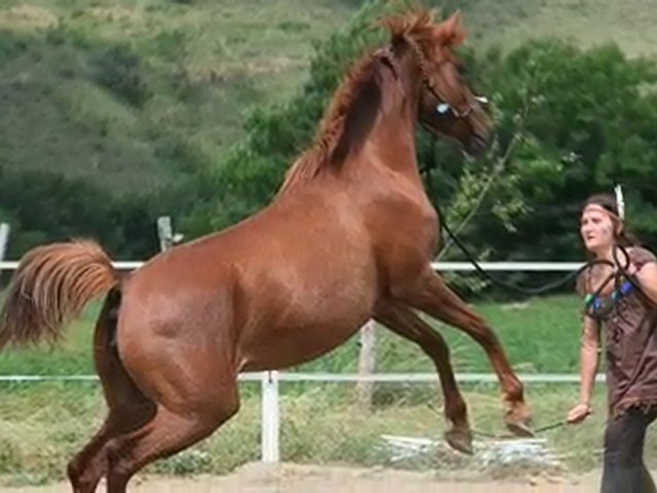 "Le poney arabe" (Kahlia meilleurs moment 2OO9)