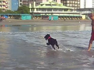 Perra enero 2010 san bernardo